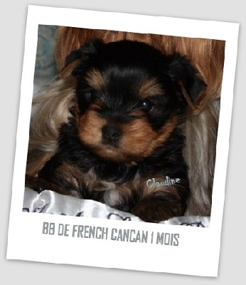 i am lucky revery - le BB de French Cancan a un mois