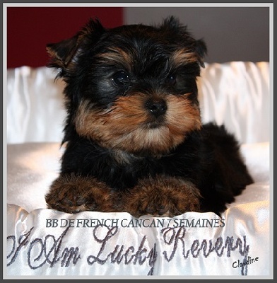 i am lucky revery - BB DE FRENCH CANCAN 