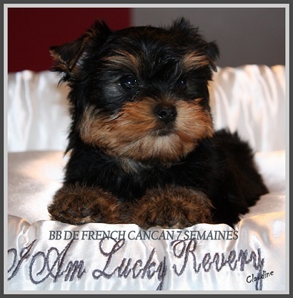 i am lucky revery - Yorkshire Terrier - Portée née le 02/04/2013
